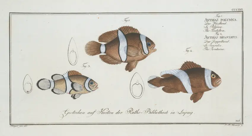 1. Anthias polymna, The Tontelton; 2. Anthias bifasciatus, The Jordaine. (1785-1797) by Marcus Elieser Bloch